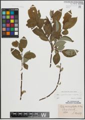 Foto von Salix appendiculata Vill. x Salix caprea L.